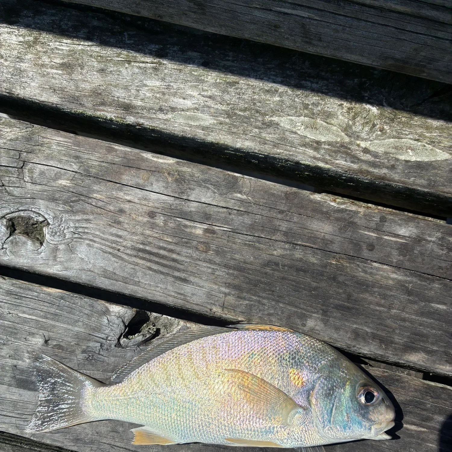 Spot croaker caught on Fishbrain