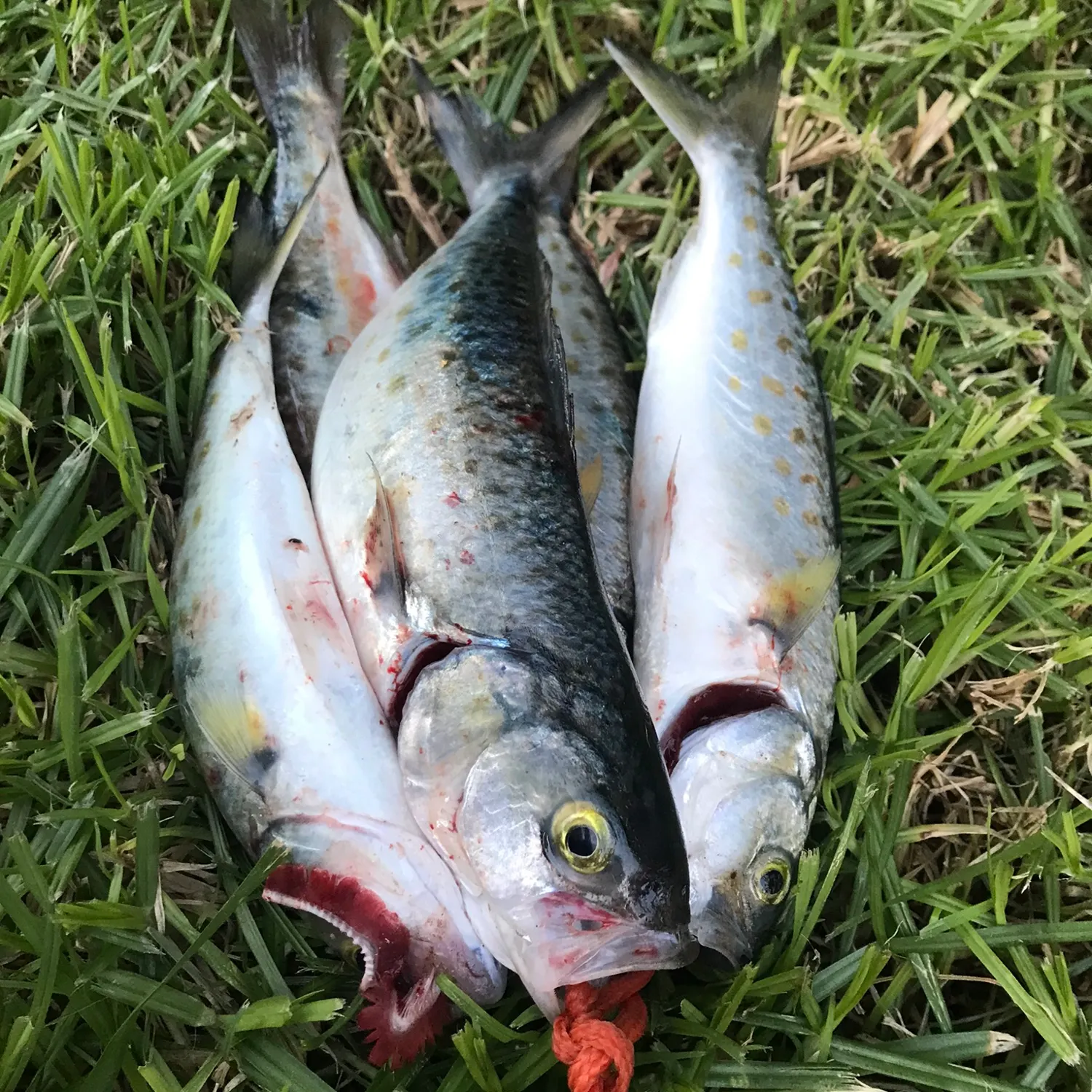 most liked catch image
