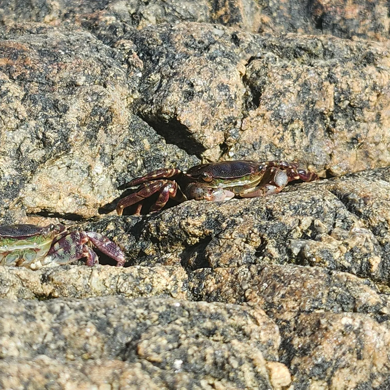 The most recent Asian shore crab catches on Fishbrain