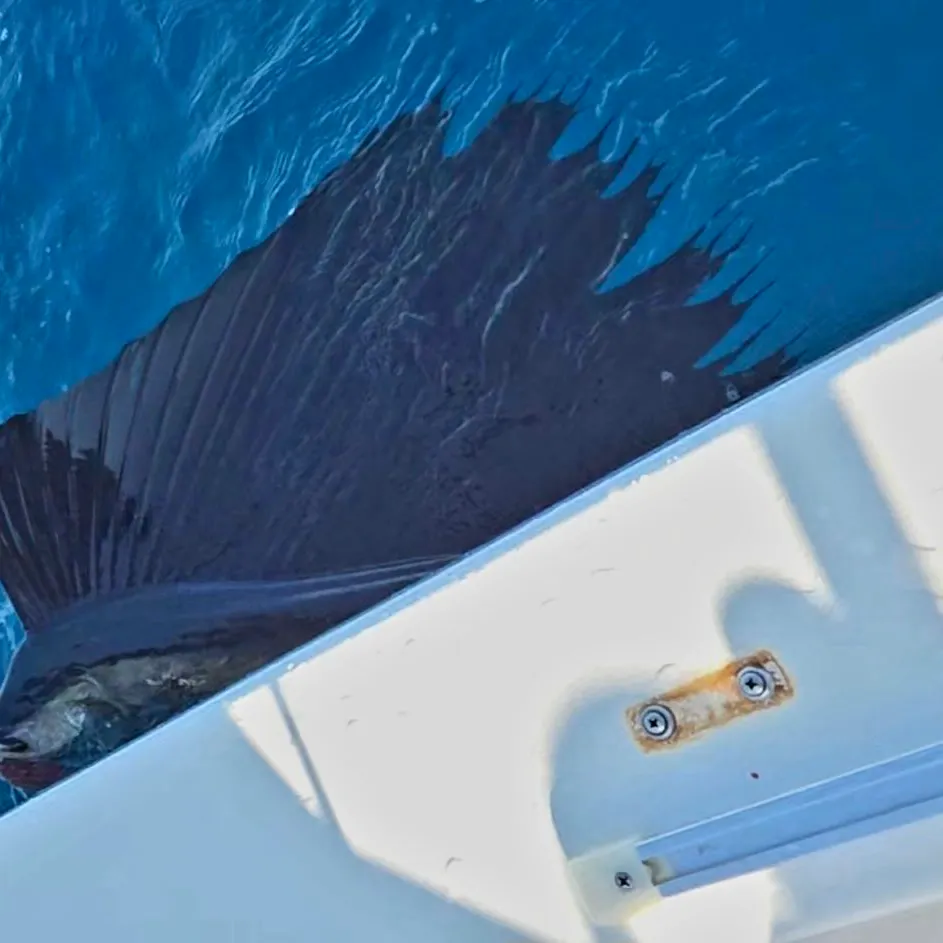 Atlantic sailfish caught on Fishbrain