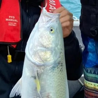 The most recent Western Australian salmon catches on Fishbrain