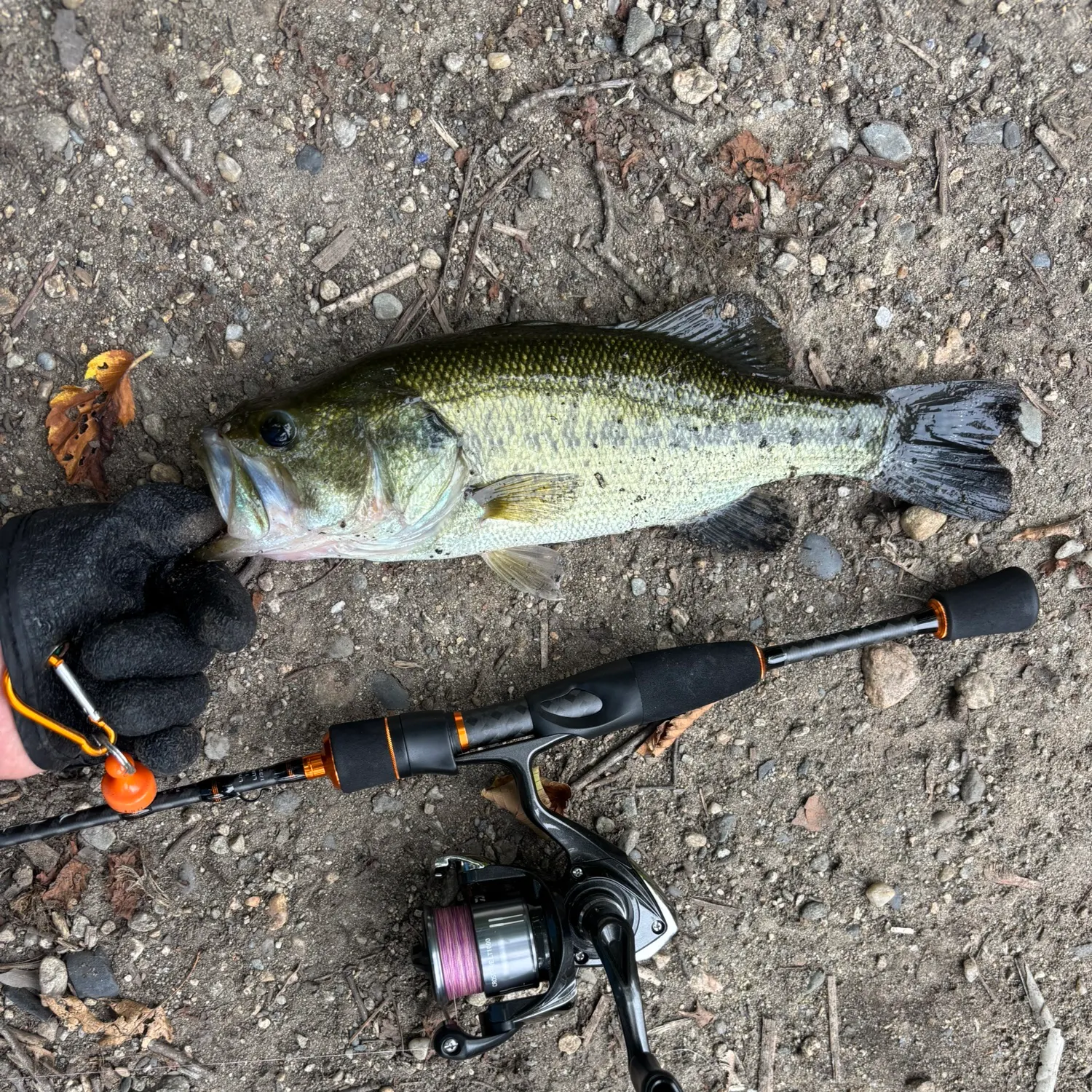 Largemouth bass caught on Fishbrain