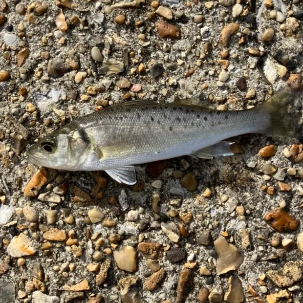 European seabass caught on Fishbrain