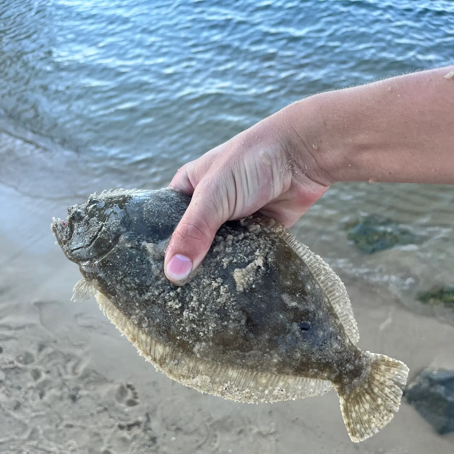 The most recent Gulf flounder catches on Fishbrain