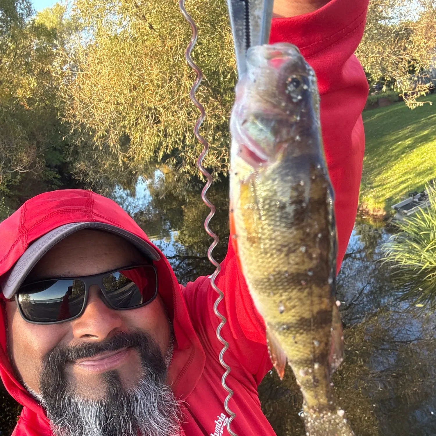 Yellow perch caught on Fishbrain