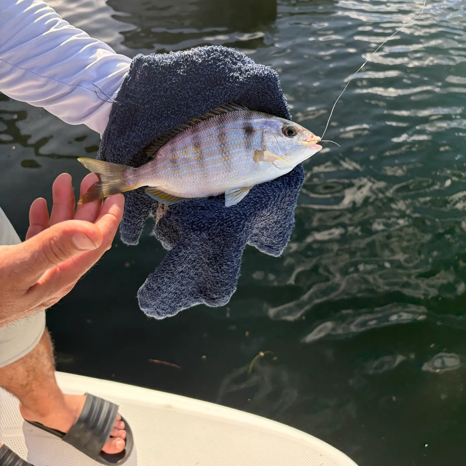 Pinfish caught on Fishbrain