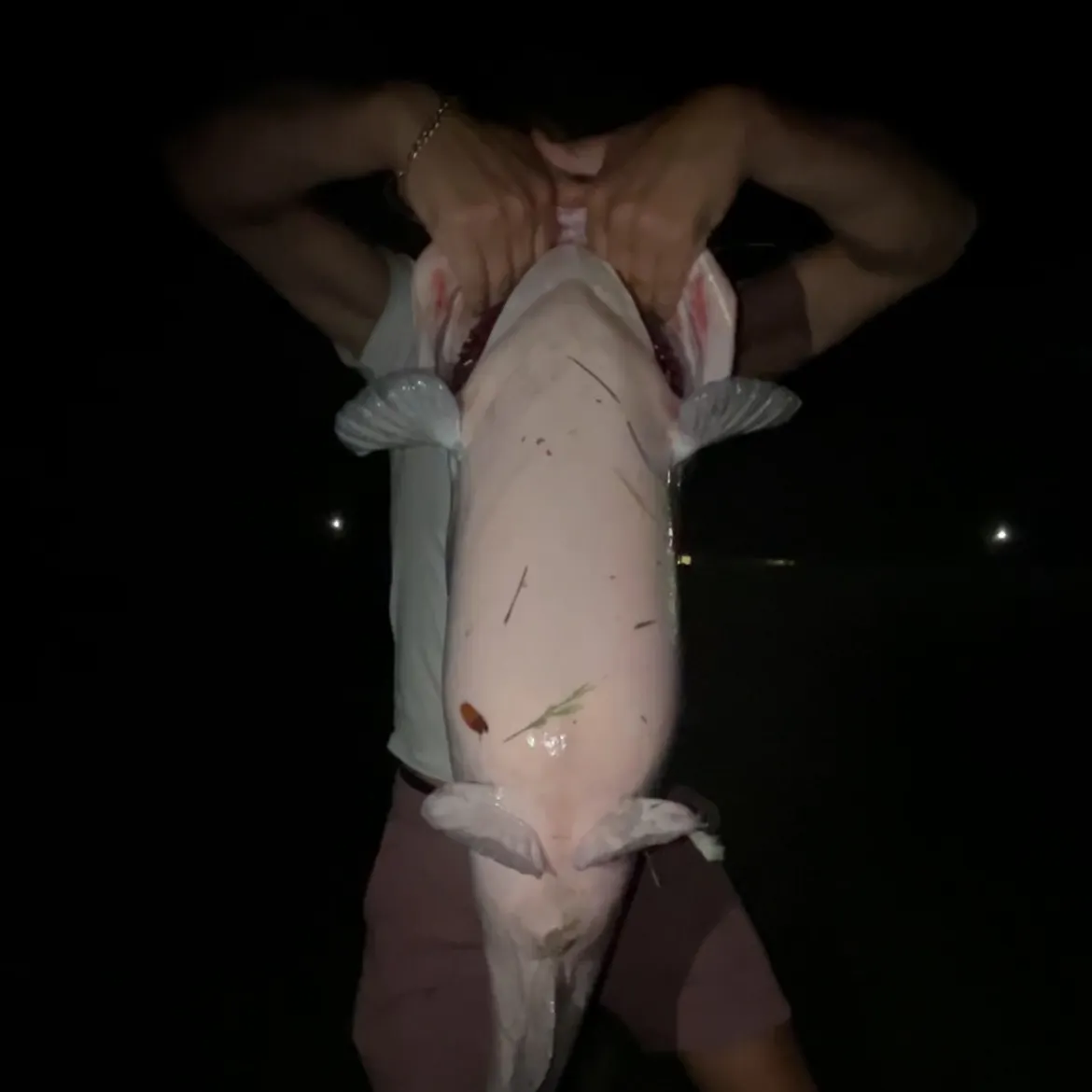 Blue catfish caught on Fishbrain