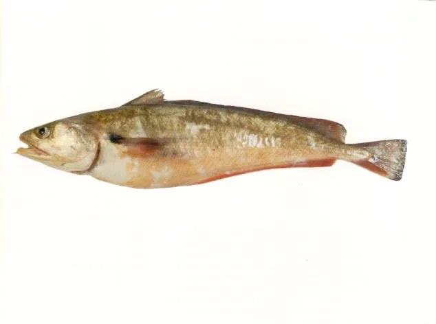 Red codling