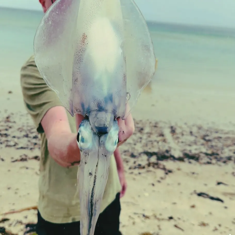 The most popular recent Southern calamari catch on Fishbrain