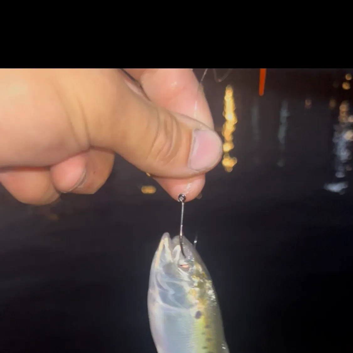 The most recent Atlantic menhaden catches on Fishbrain