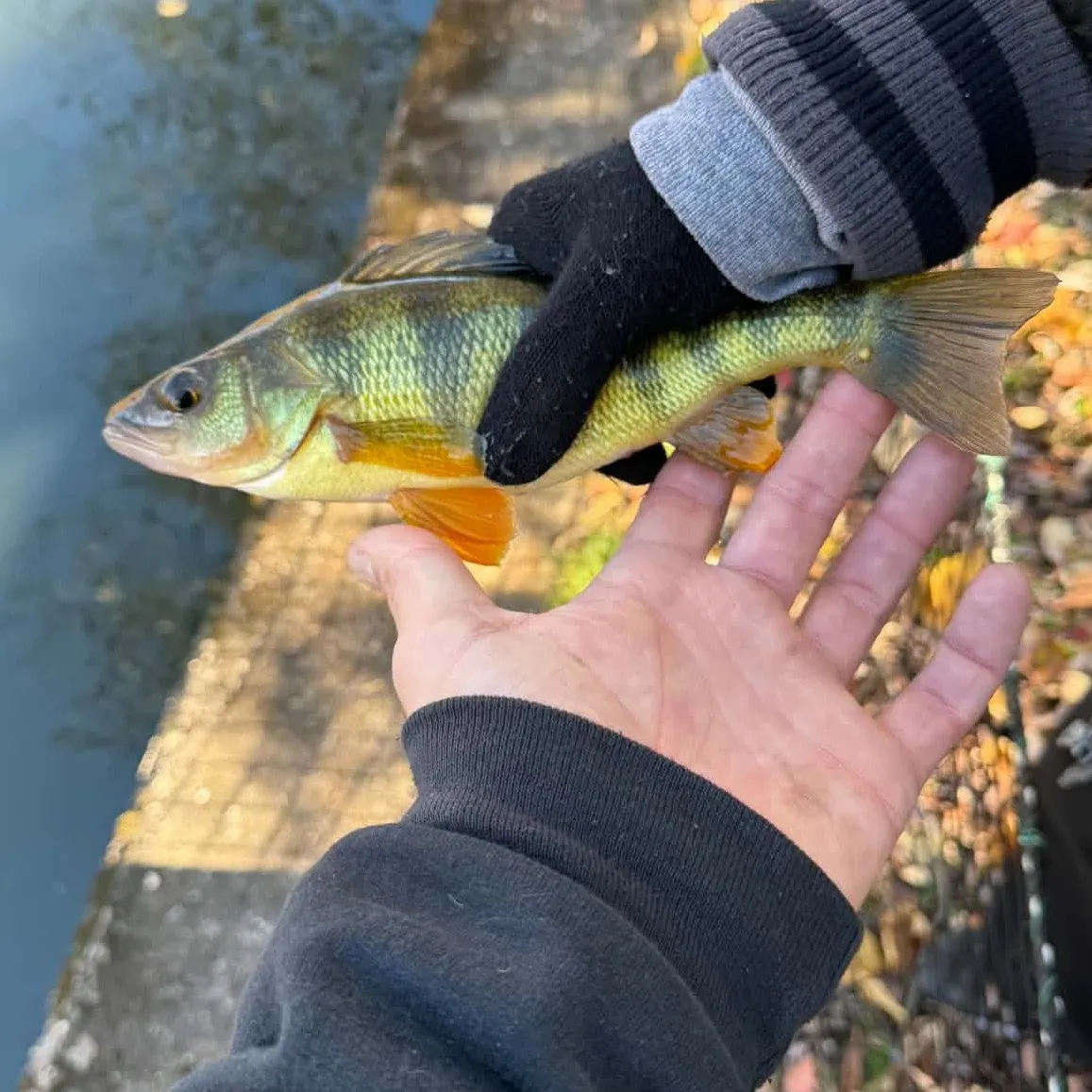 Yellow perch caught on Fishbrain