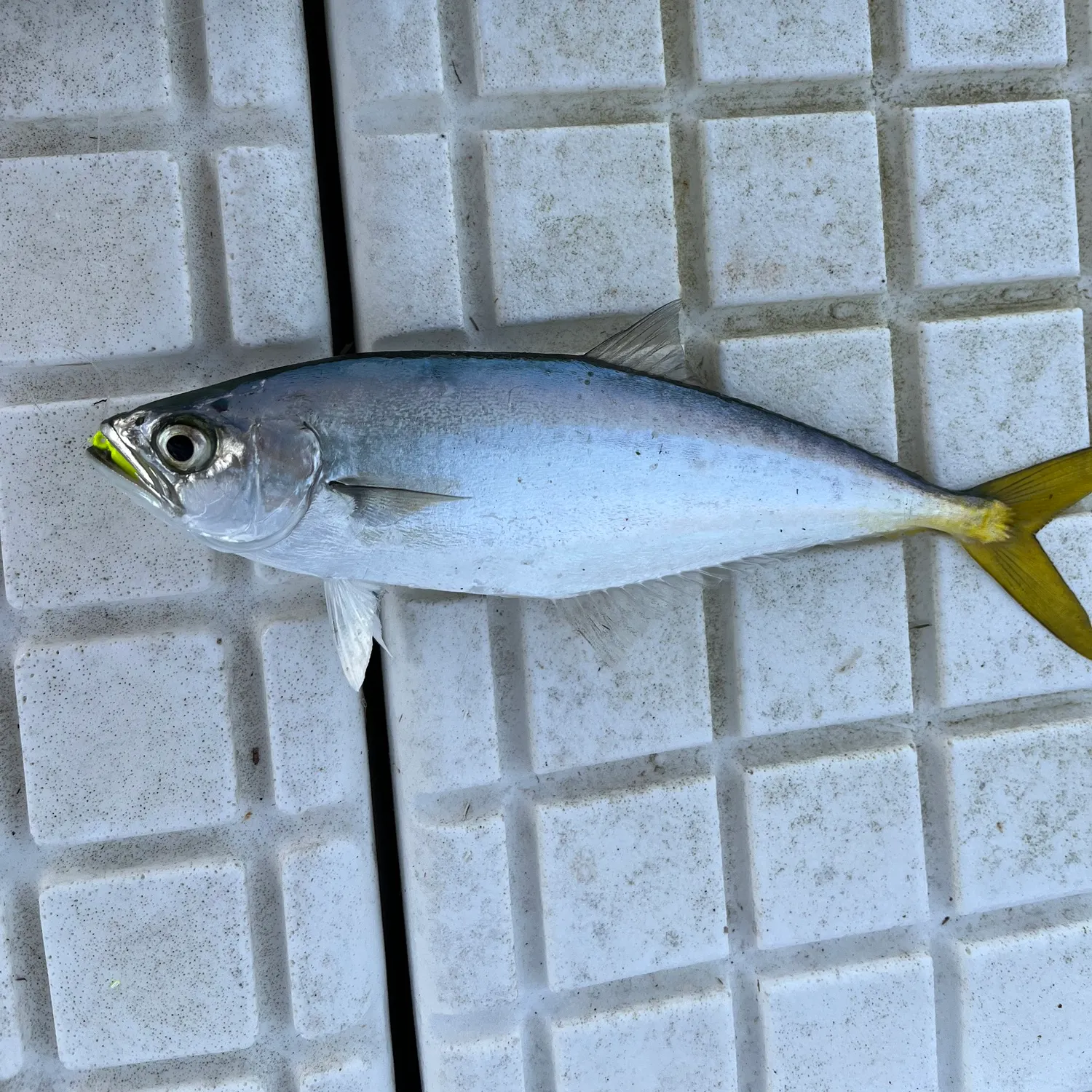 The most recent Leatherjack catches on Fishbrain