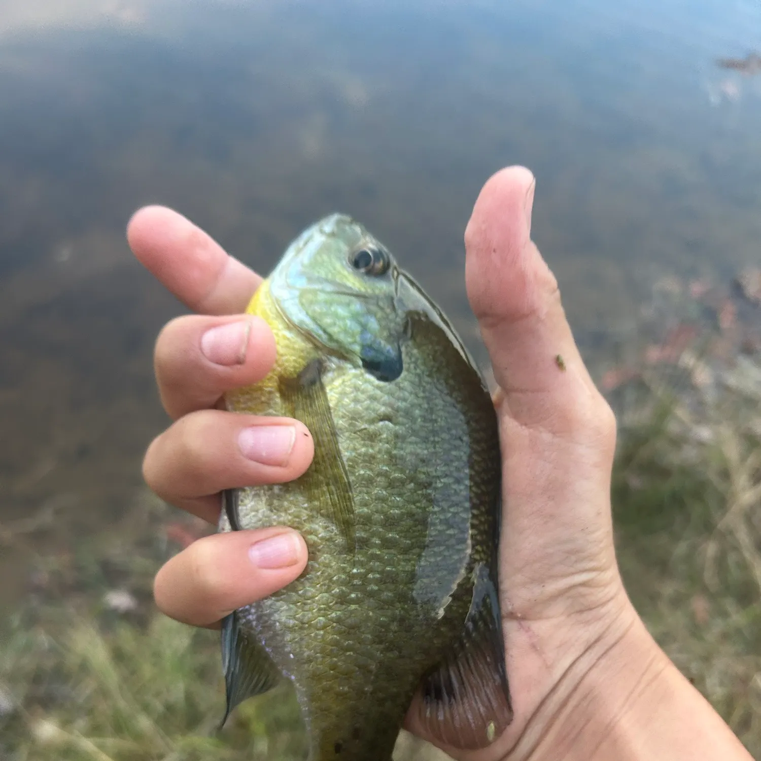 Bluegill caught on Fishbrain