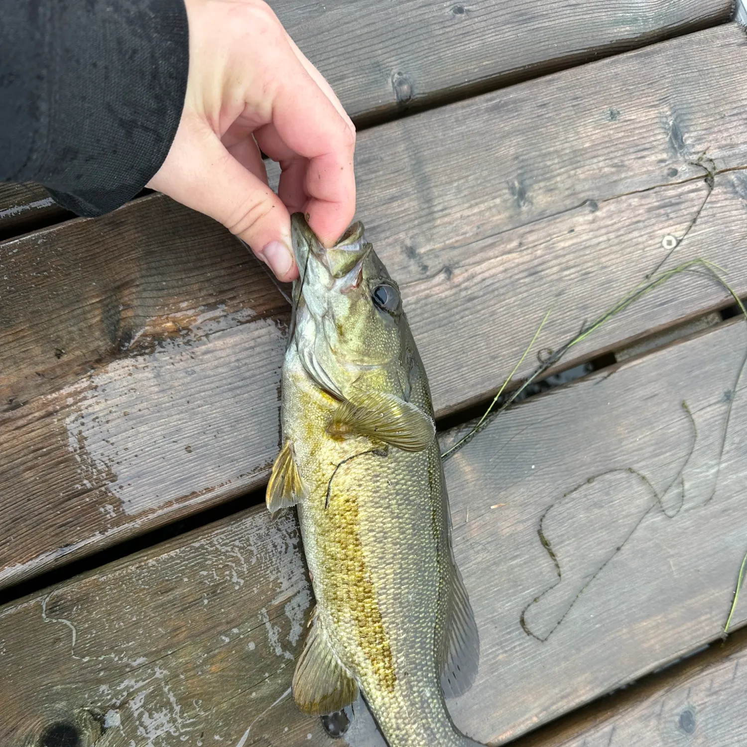 Smallmouth bass caught on Fishbrain