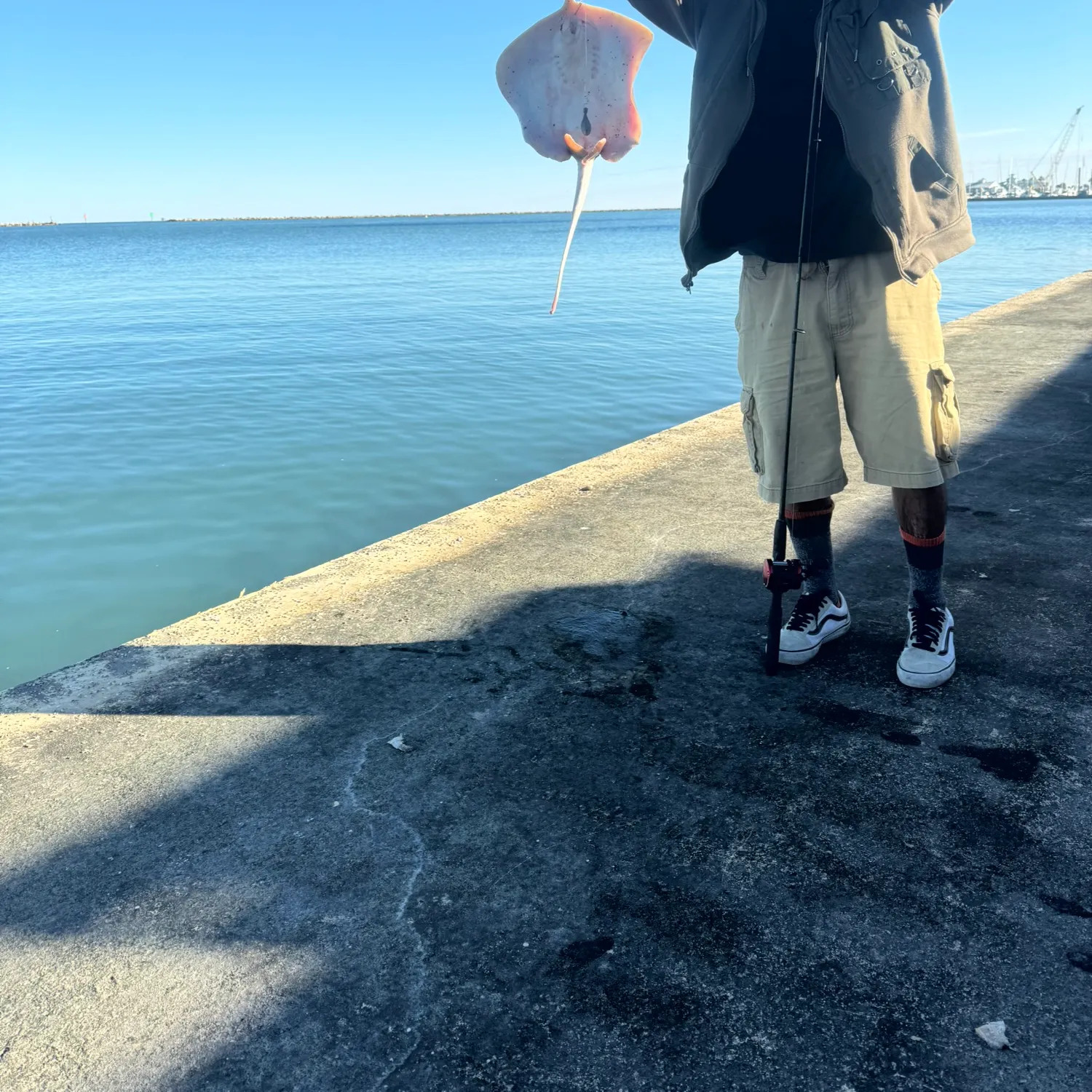 The most recent Southern stingray catches on Fishbrain