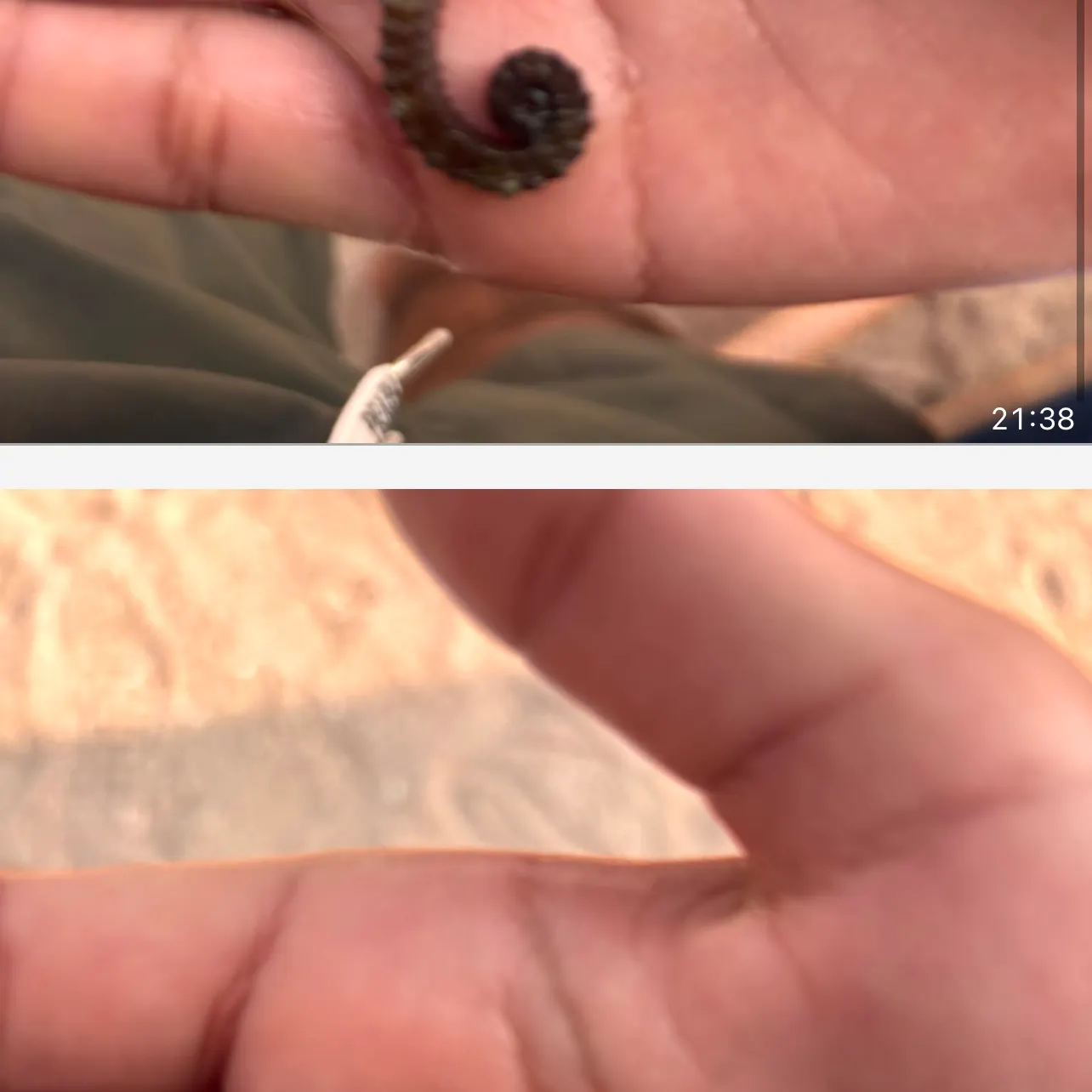 The most recent Spotted seahorse catches on Fishbrain