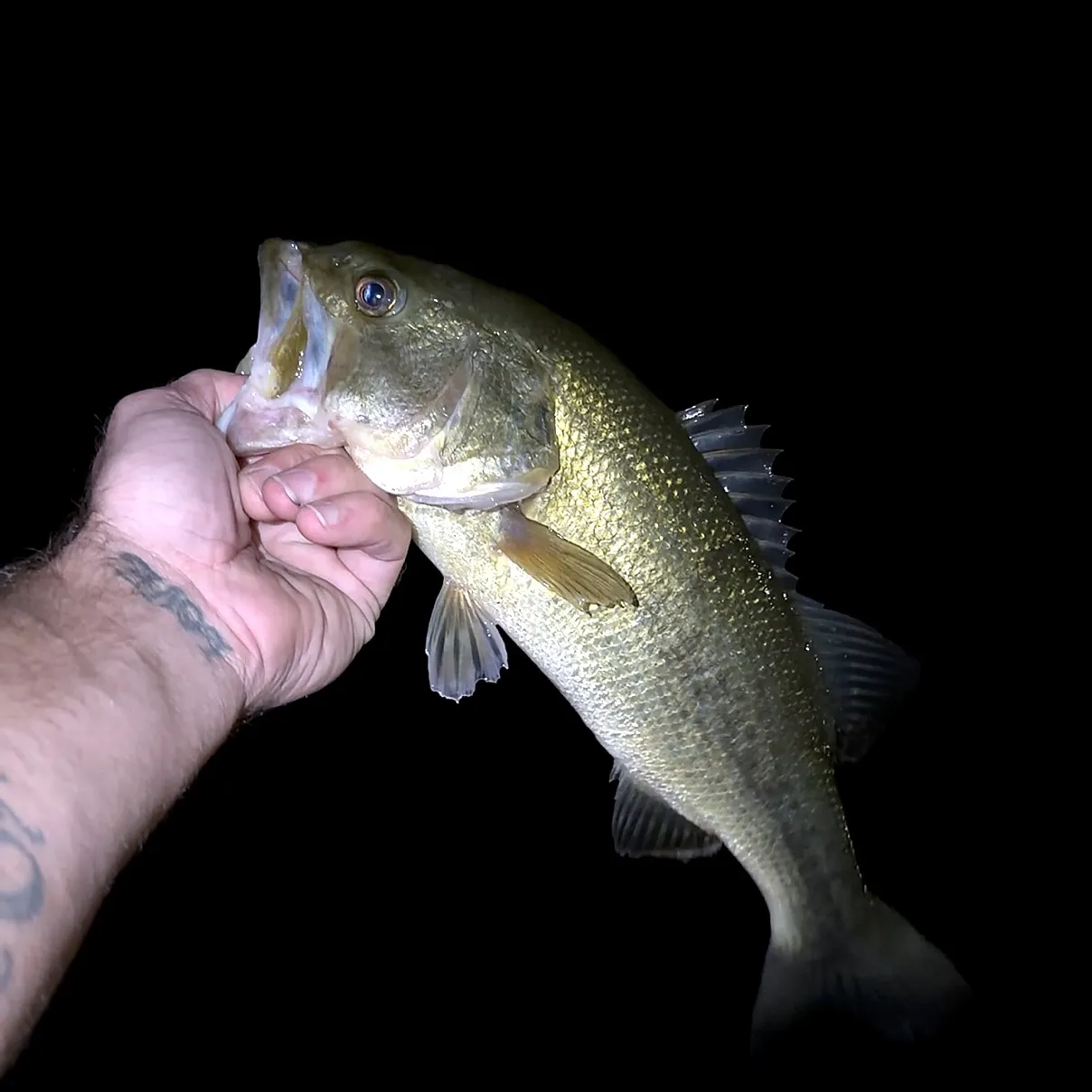 Largemouth bass caught on Fishbrain