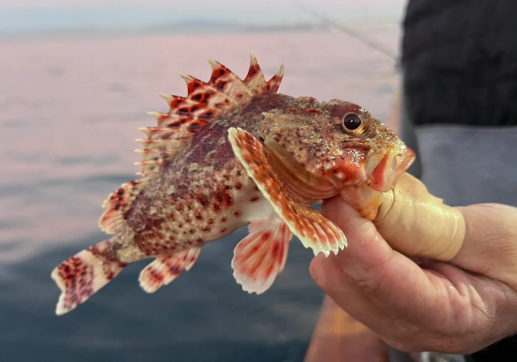 Spinyhead sculpin