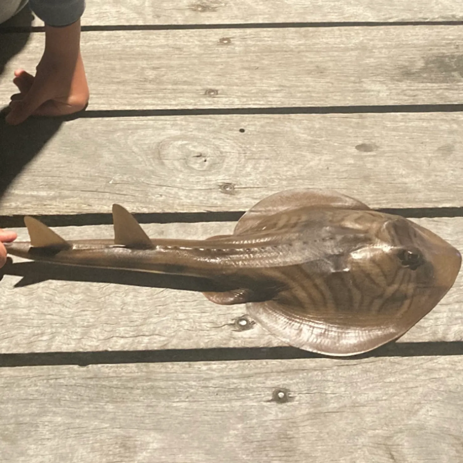 The most recent Southern fiddler catches on Fishbrain