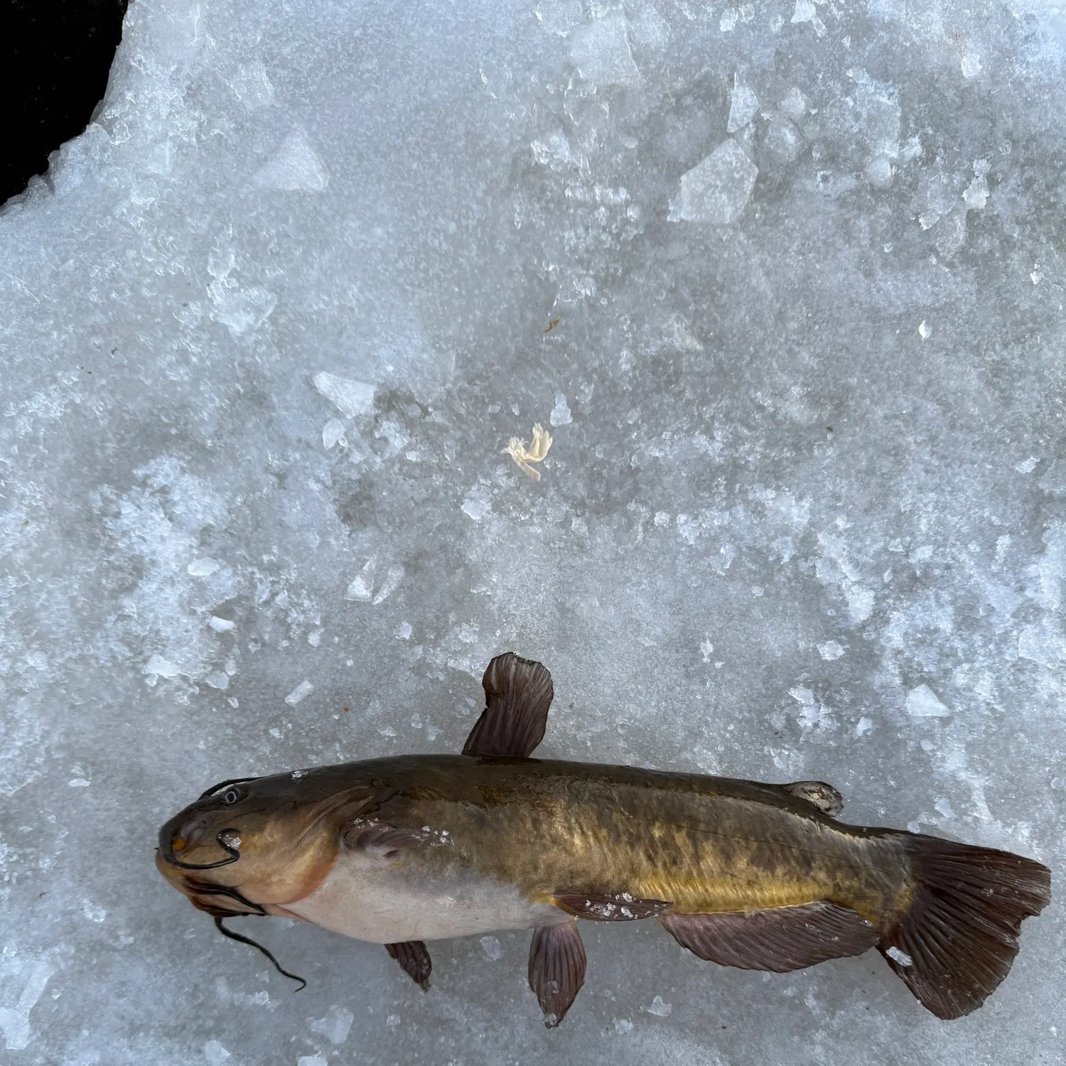 The most recent Brown bullhead catches on Fishbrain