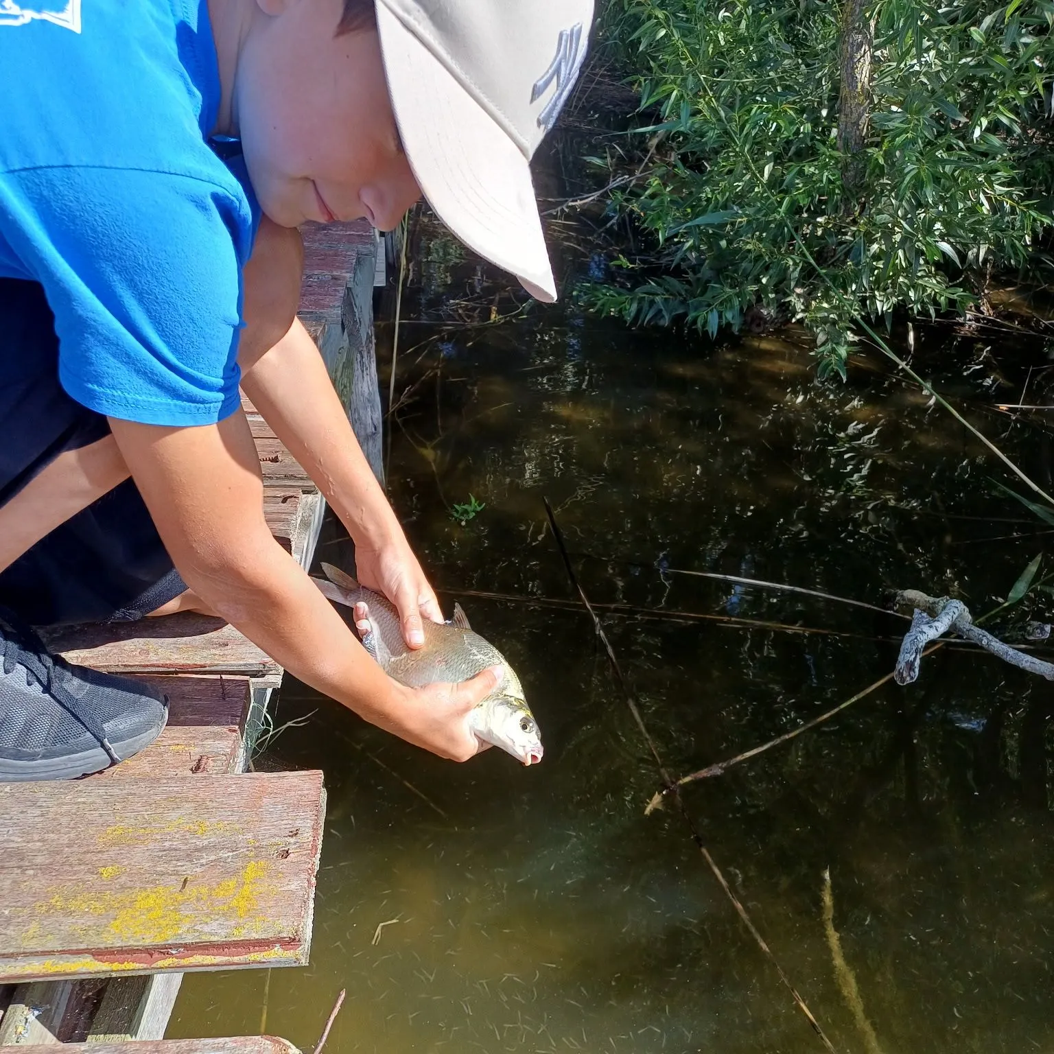 The most recent Atlantic herring catches on Fishbrain