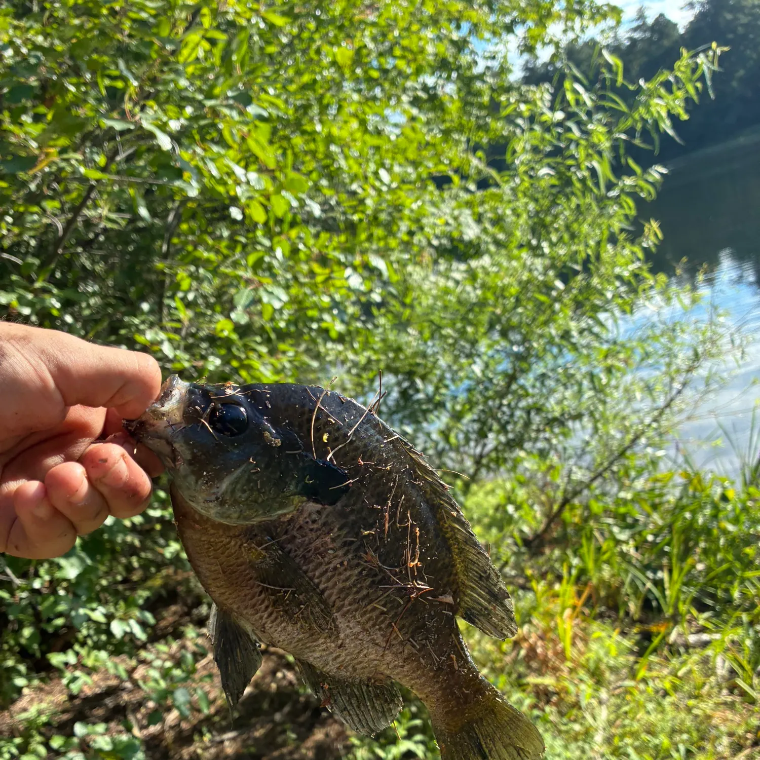 Bluegill caught on Fishbrain