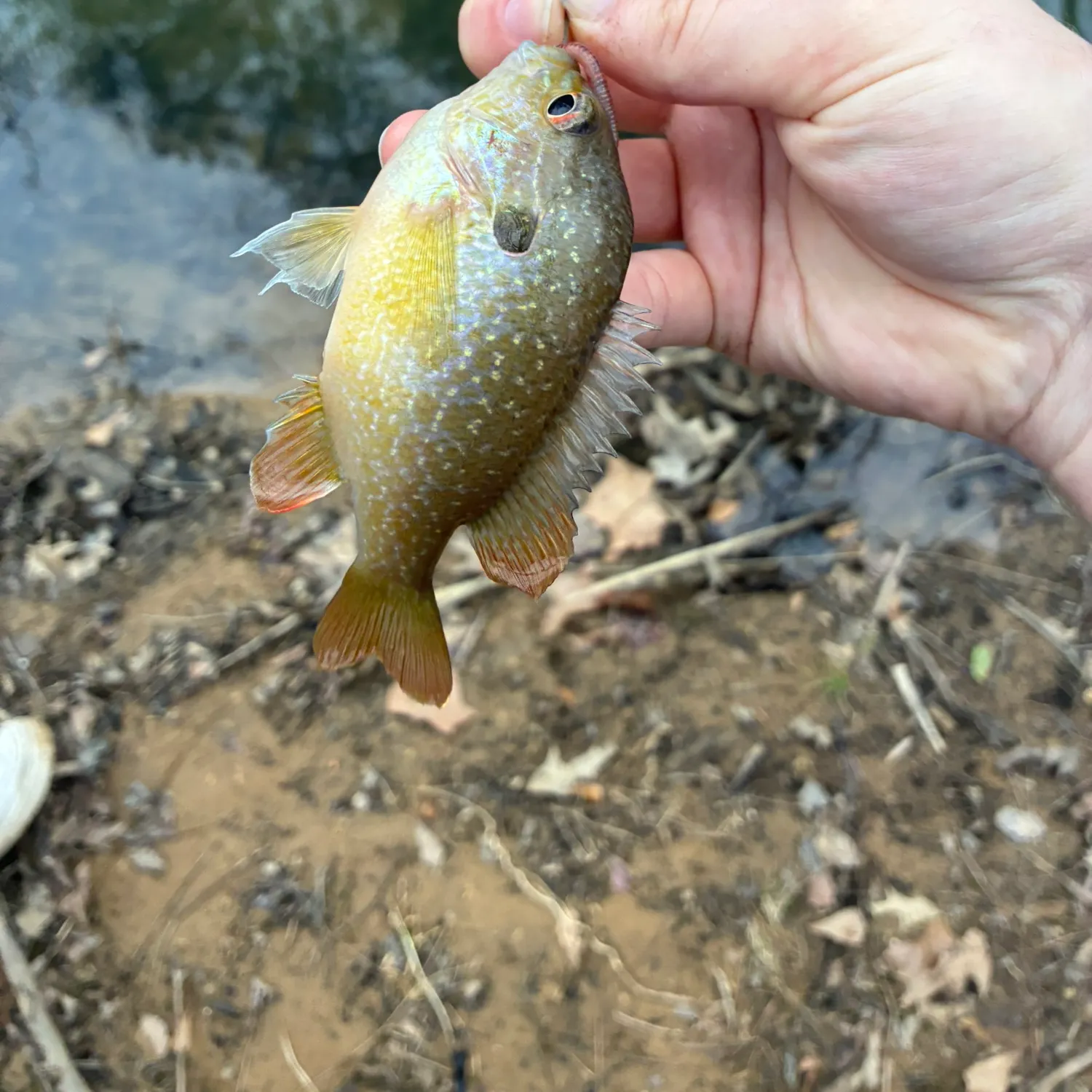 The most recent Swampland longear sunfish catches on Fishbrain