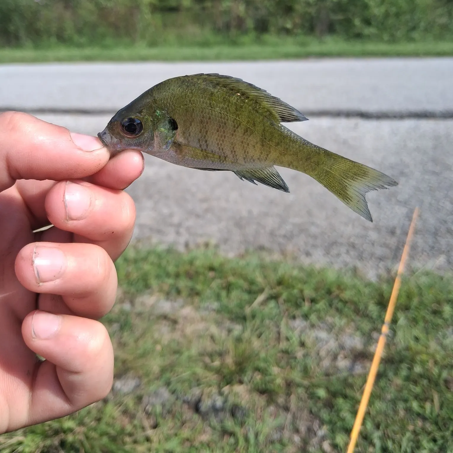 Bluegill caught on Fishbrain