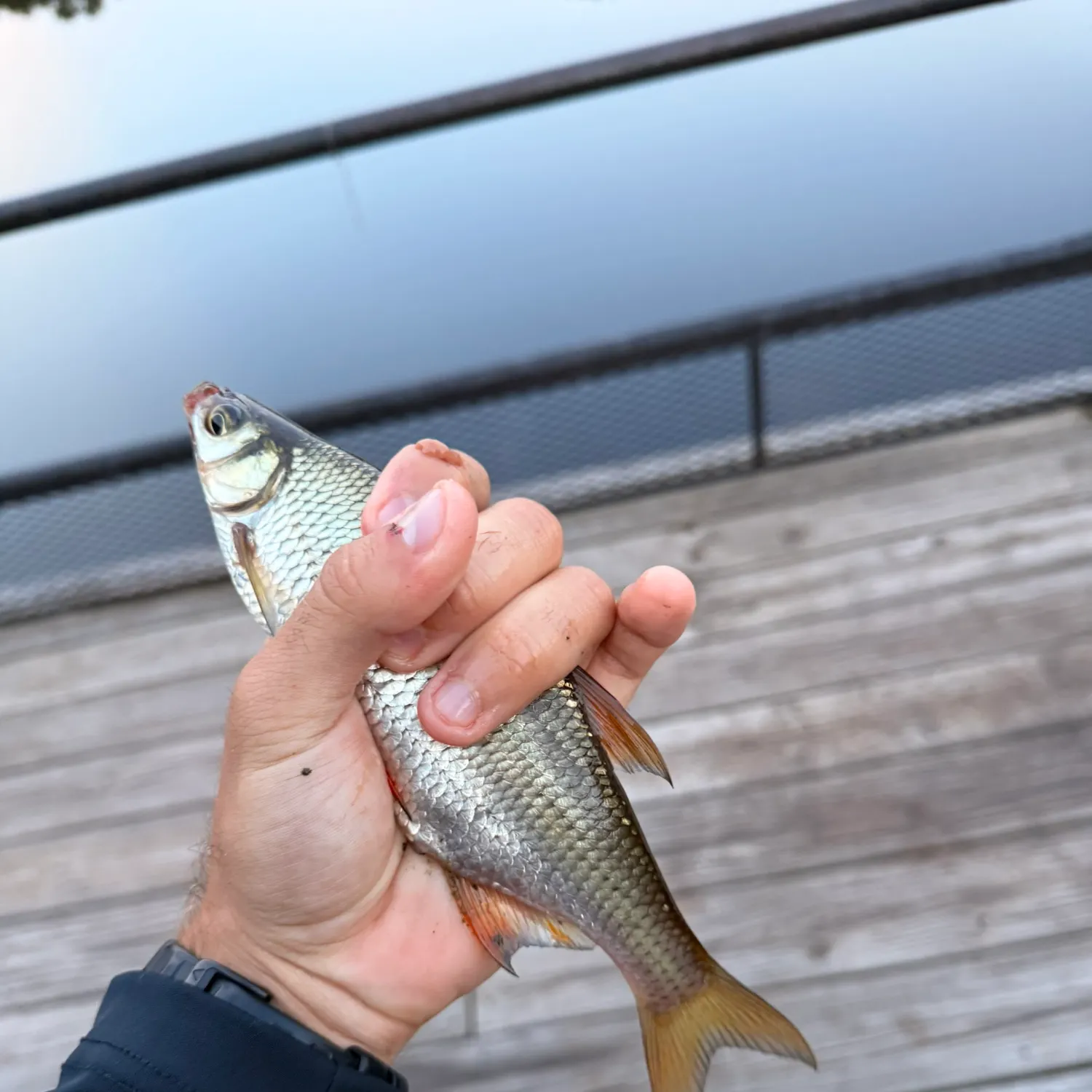 Golden shiner caught on Fishbrain