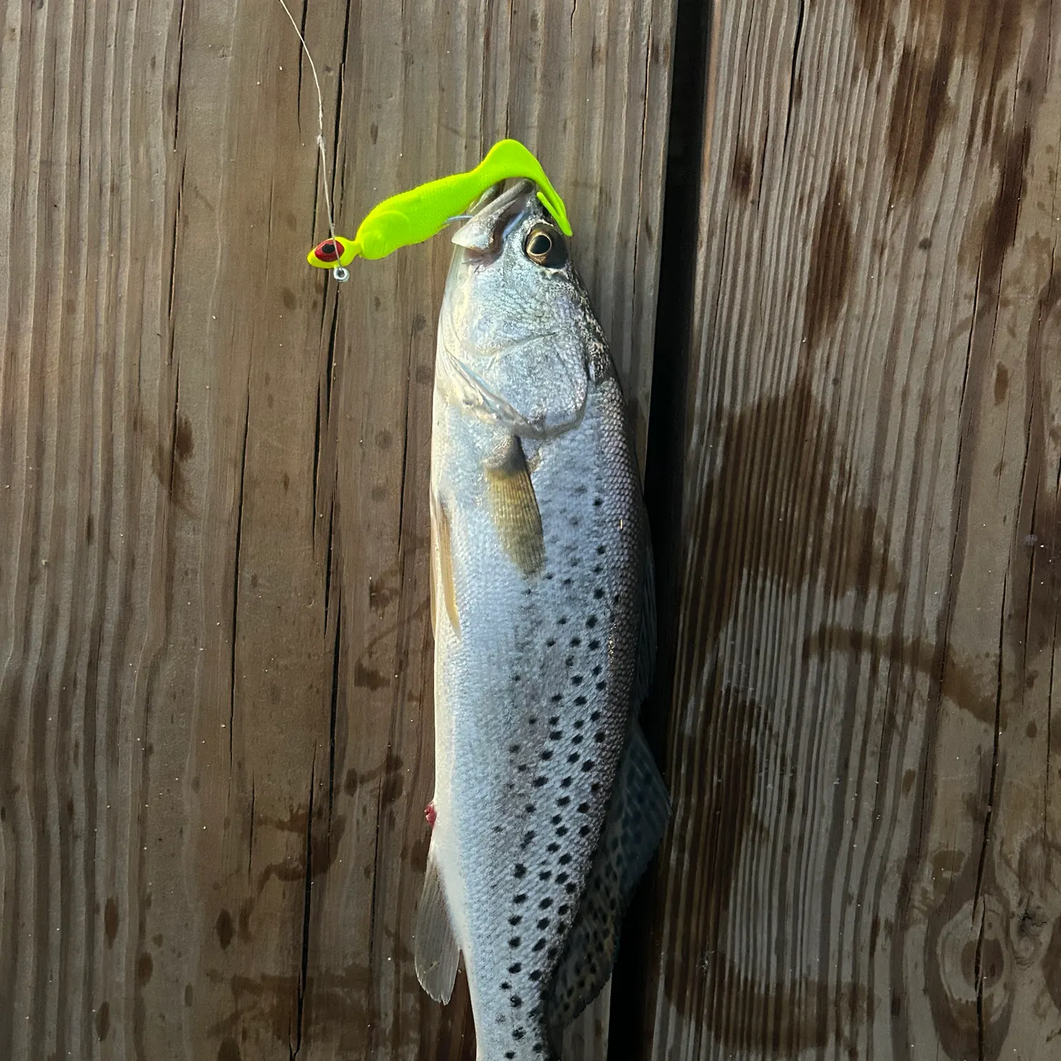 Spotted seatrout caught on Fishbrain