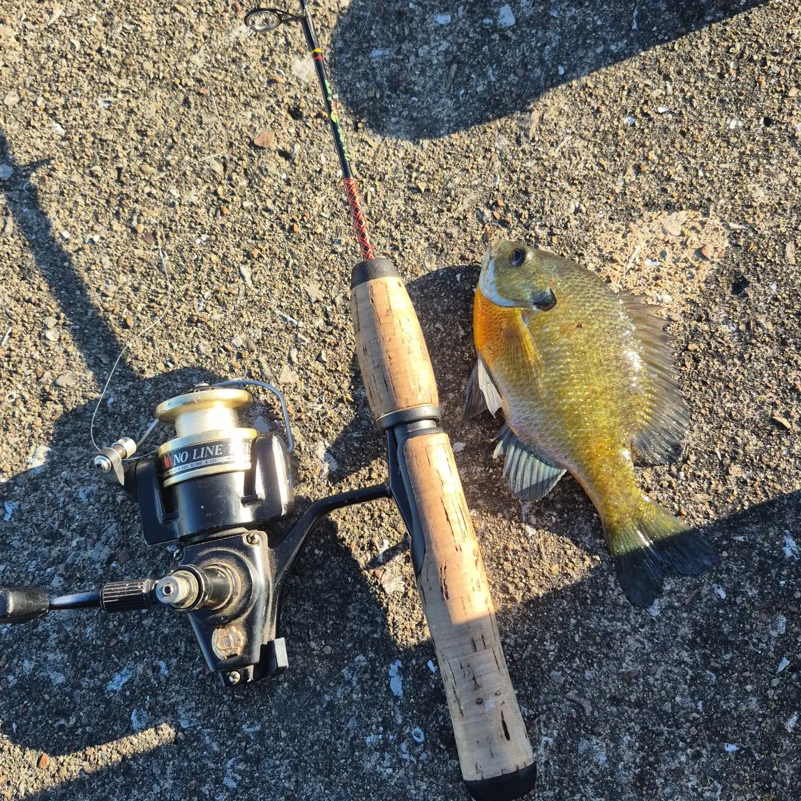 Redbreast sunfish caught on Fishbrain