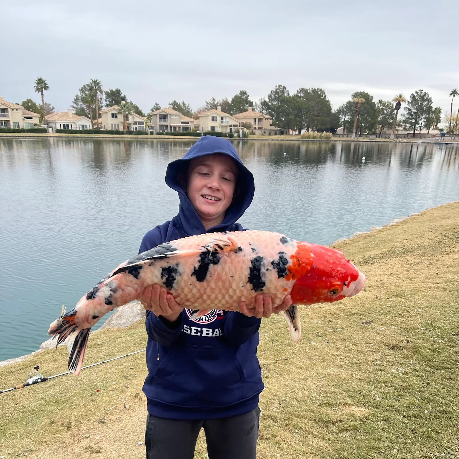 The most recent Koi carp catches on Fishbrain