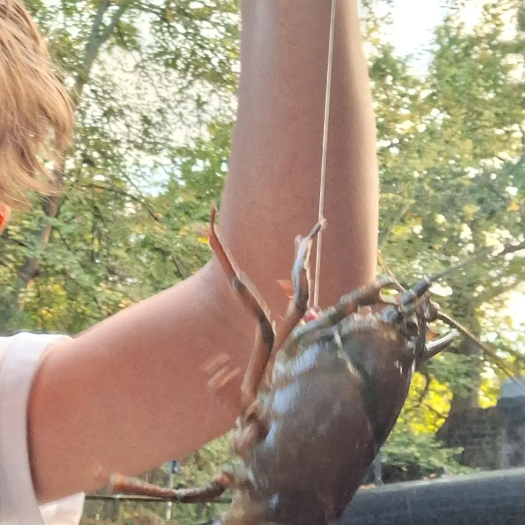 Appalachian brook crayfish caught on Fishbrain