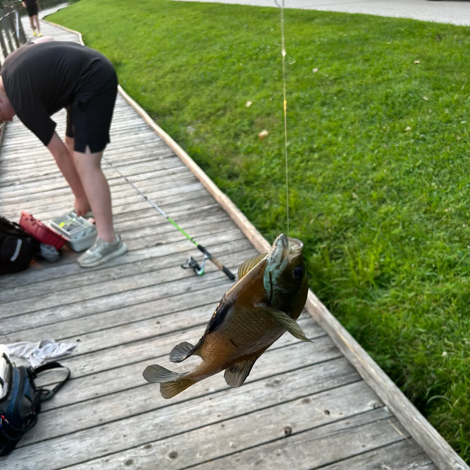 recently logged catches
