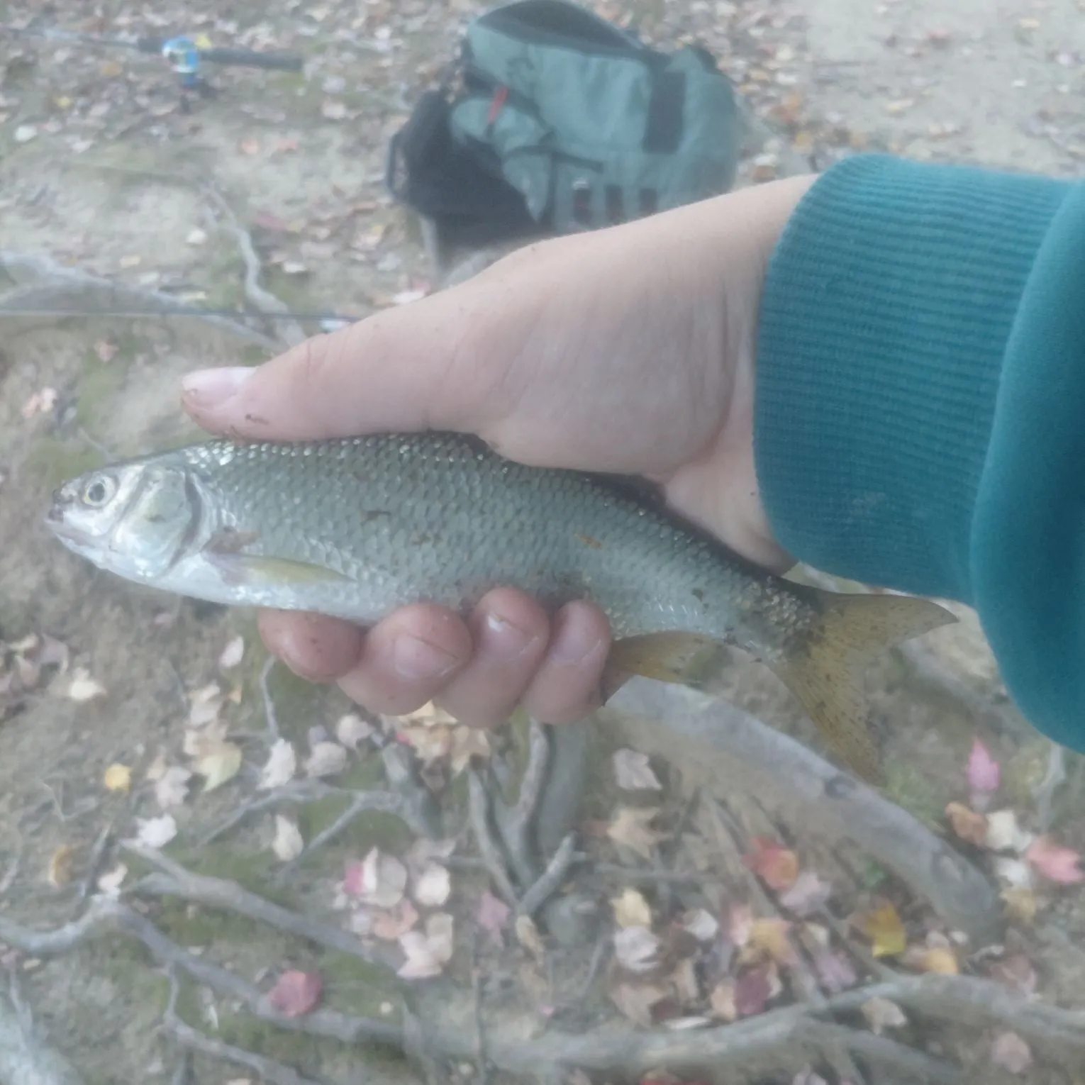 Golden shiner caught on Fishbrain