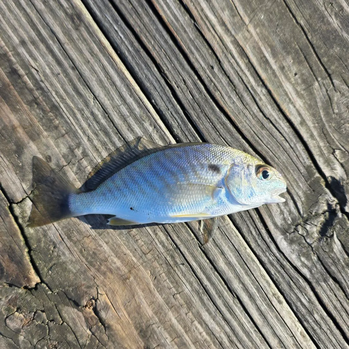 Spot croaker caught on Fishbrain