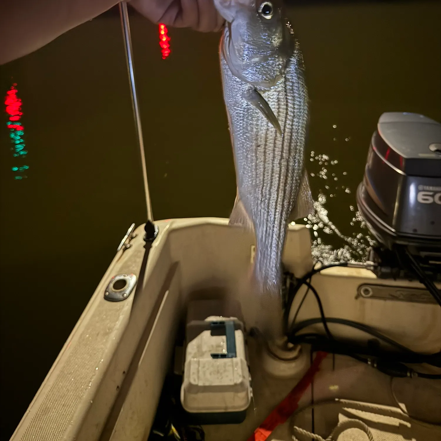 Striped bass caught on Fishbrain