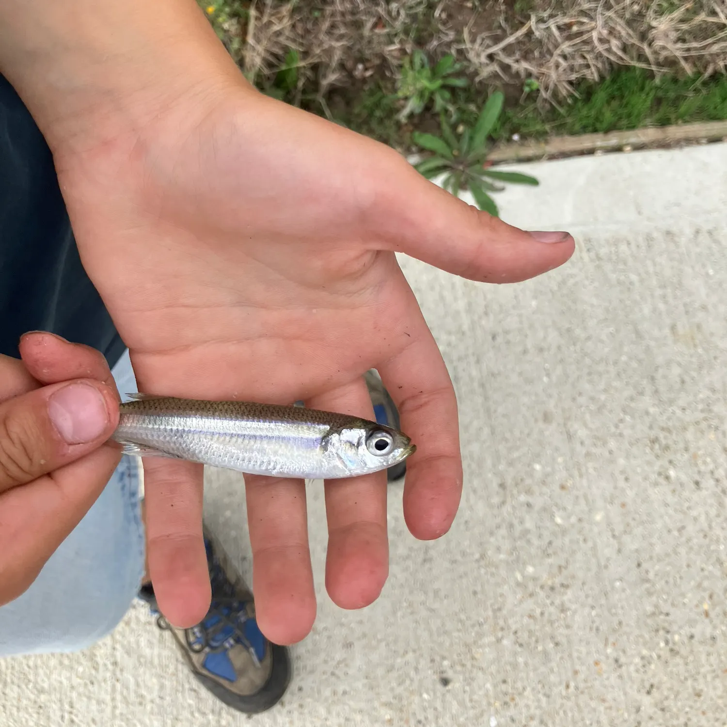 The most recent Atlantic herring catches on Fishbrain