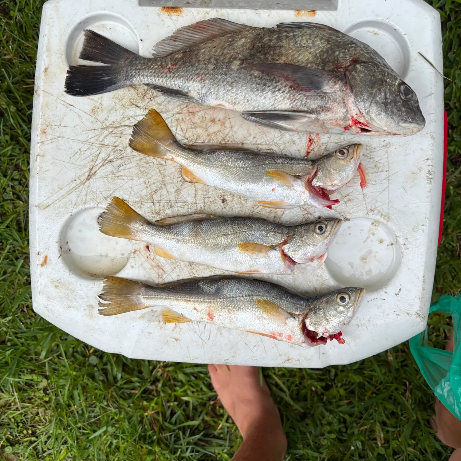 recently logged catches