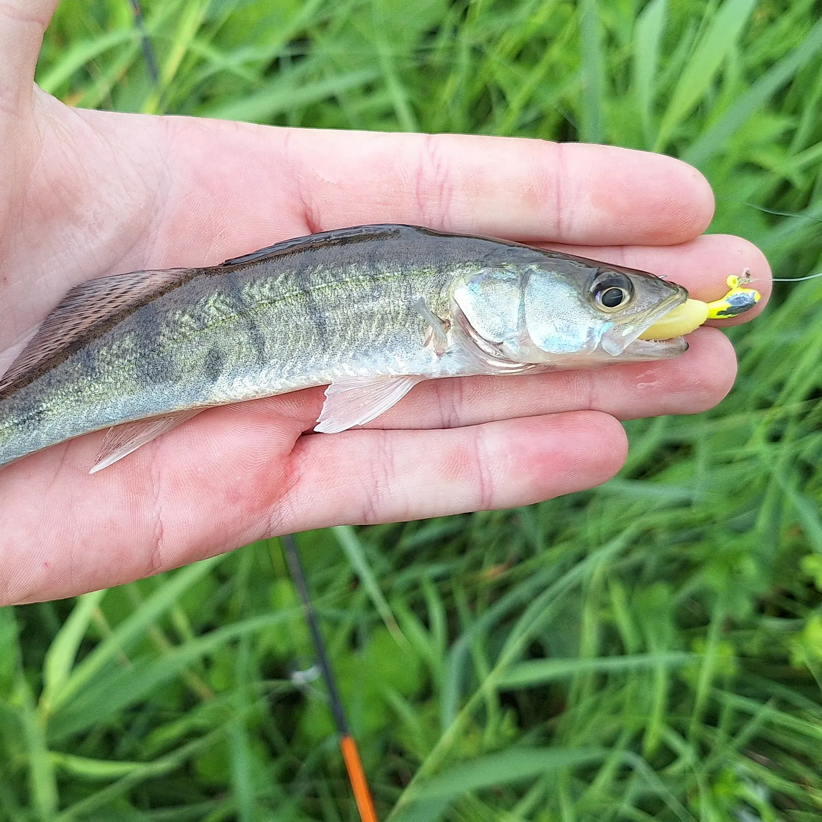 Zander caught on Fishbrain