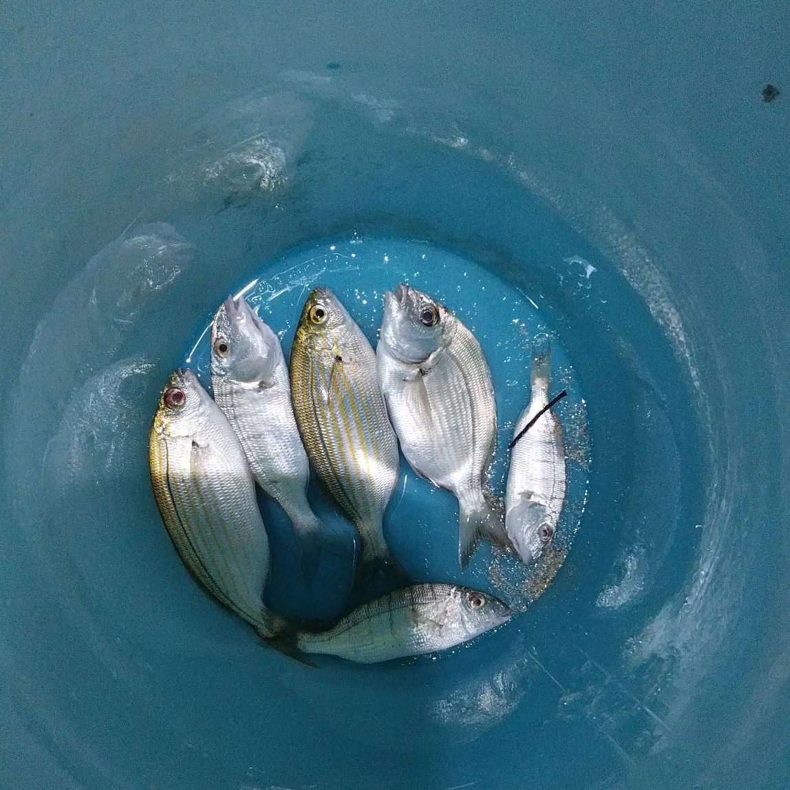 The most recent Spottail seabream catches on Fishbrain