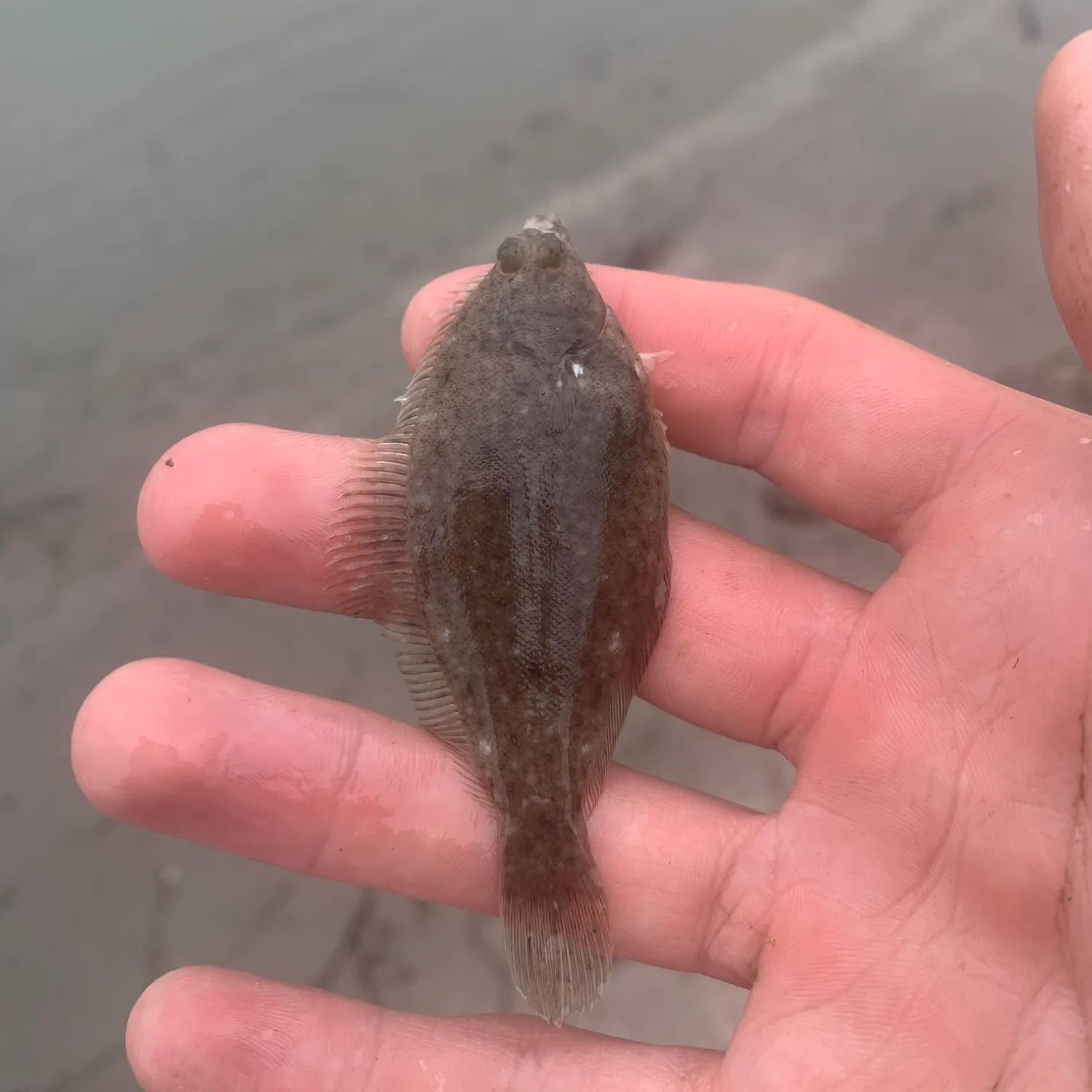 The most recent Winter flounder catches on Fishbrain