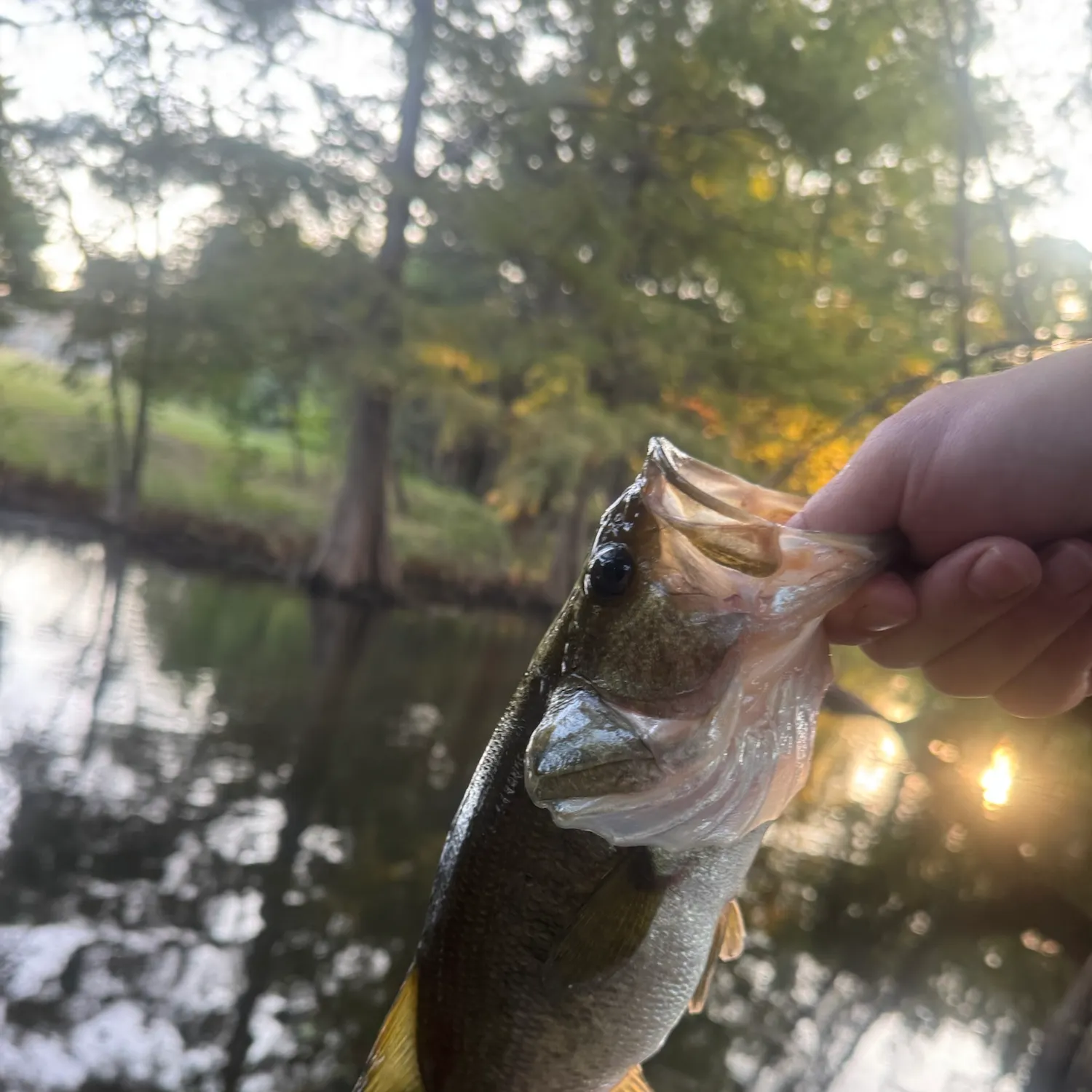 Fish caught on Fishbrain