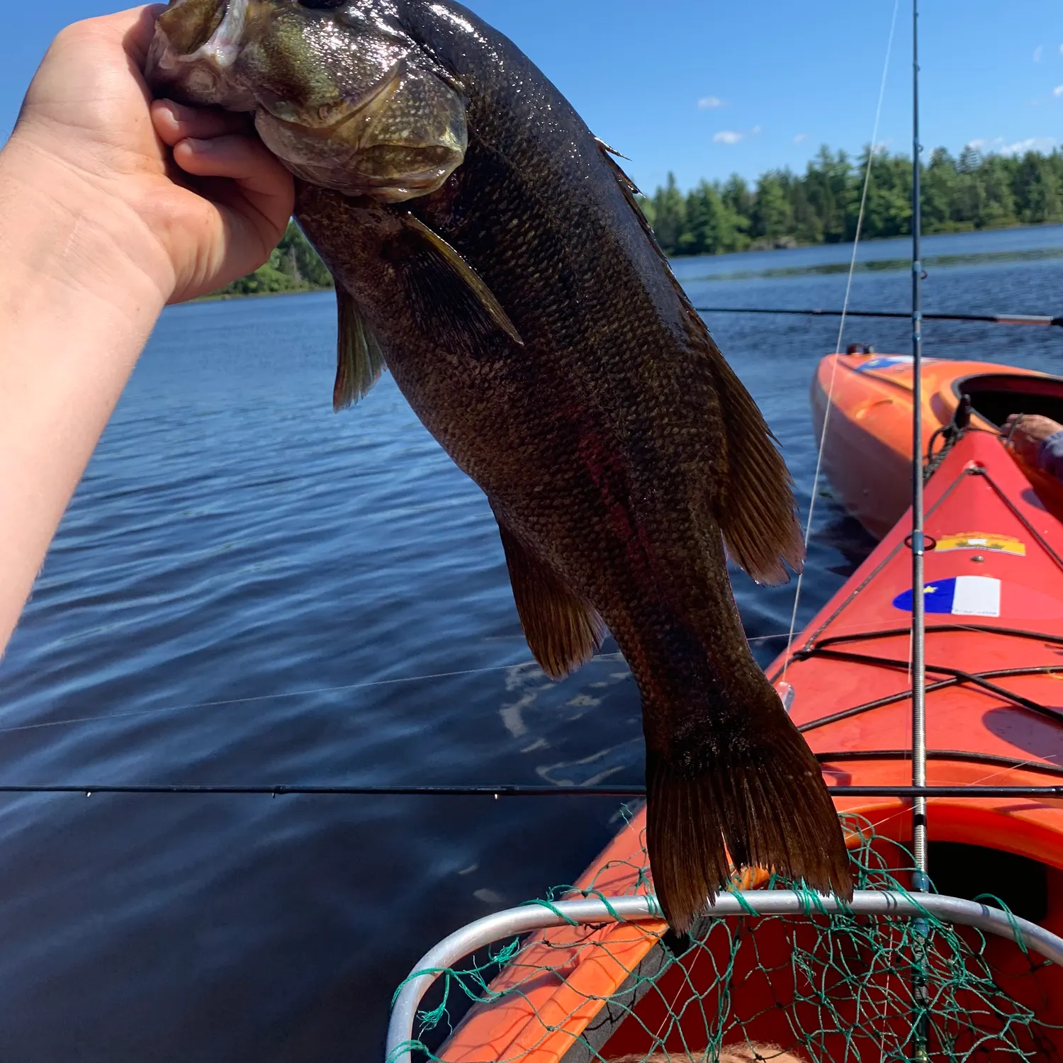 Smallmouth bass caught on Fishbrain