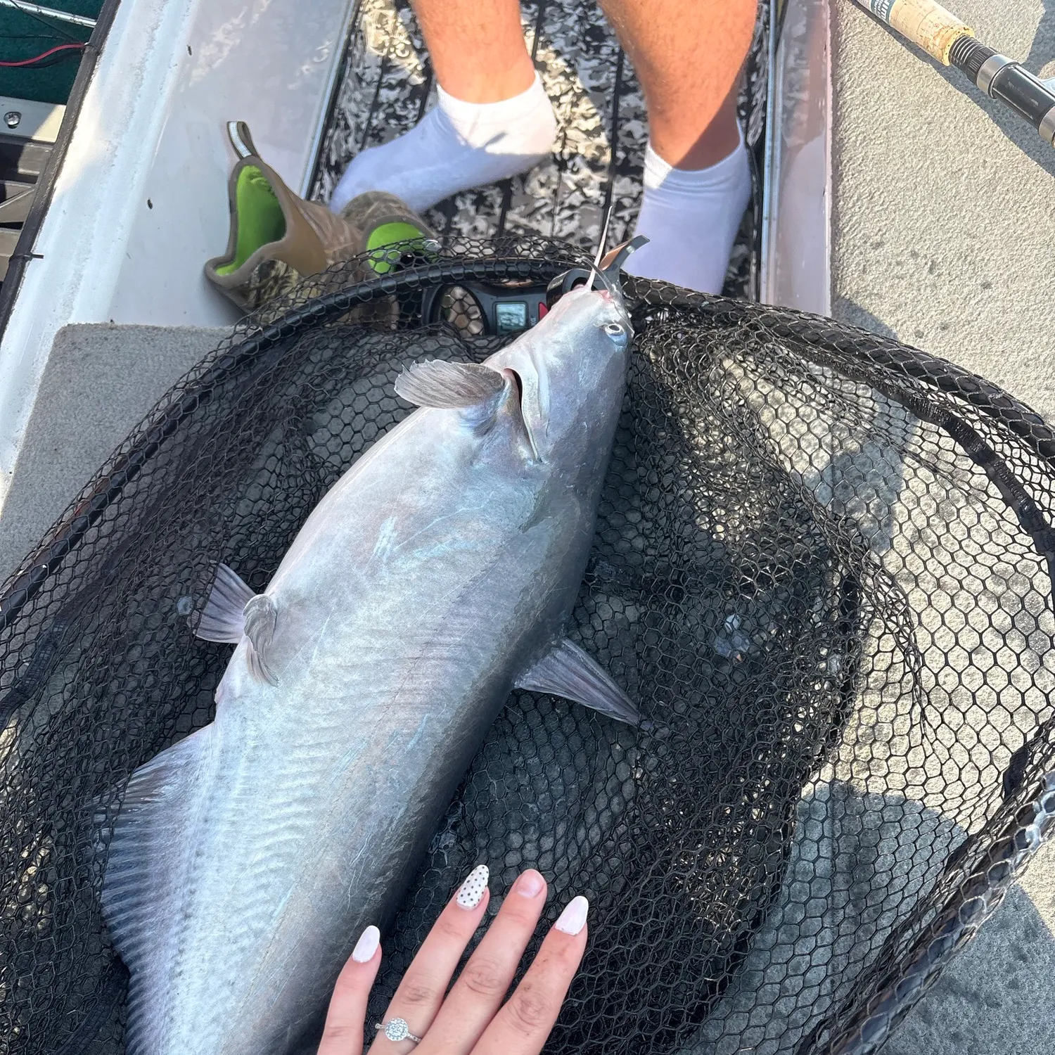 Blue catfish caught on Fishbrain