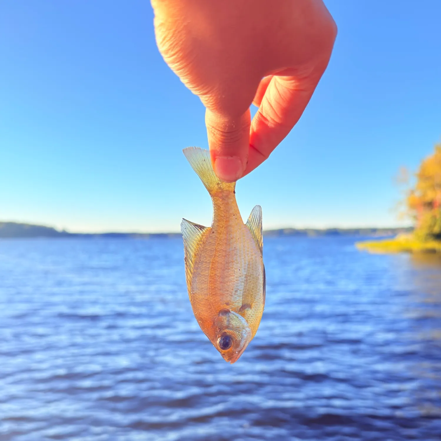 Bluegill caught on Fishbrain
