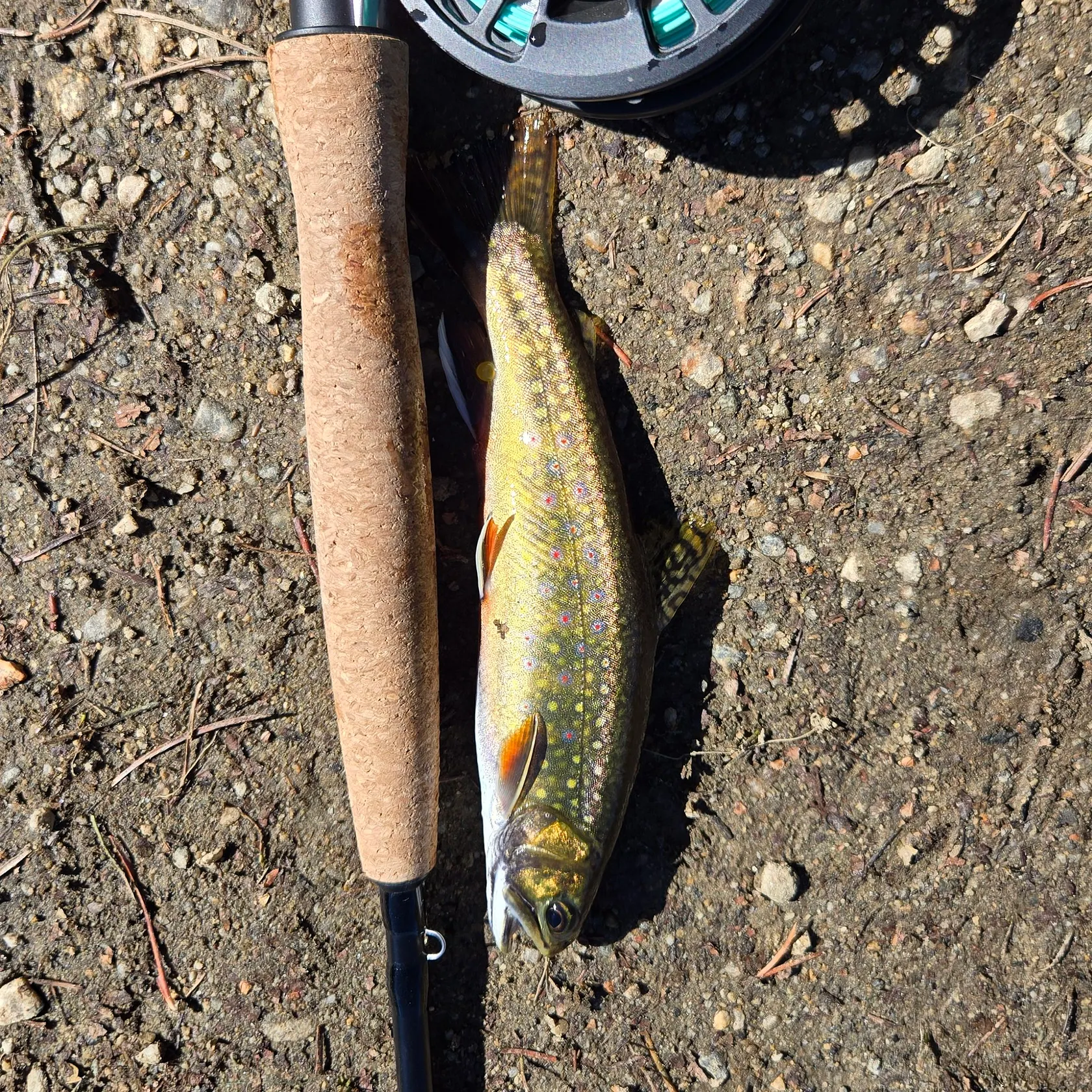 Brook trout caught on Fishbrain