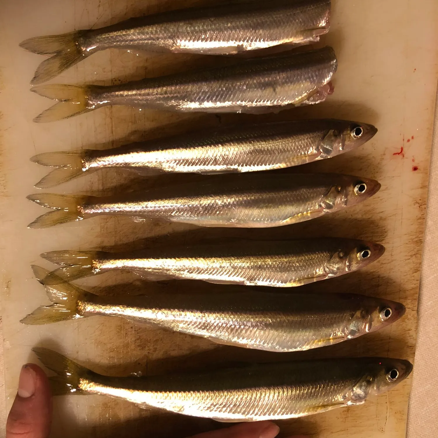 recently logged catches