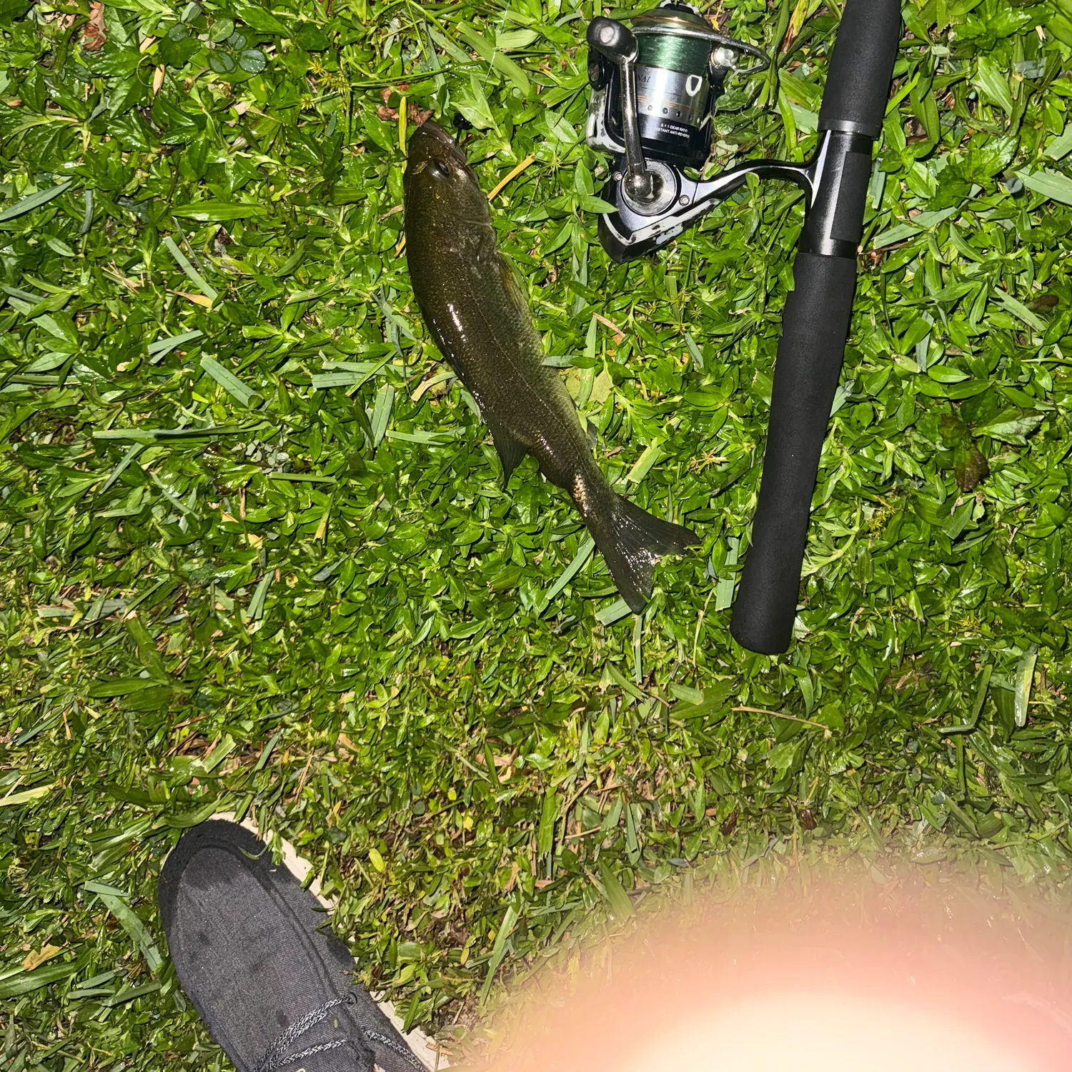 Largemouth bass caught on Fishbrain