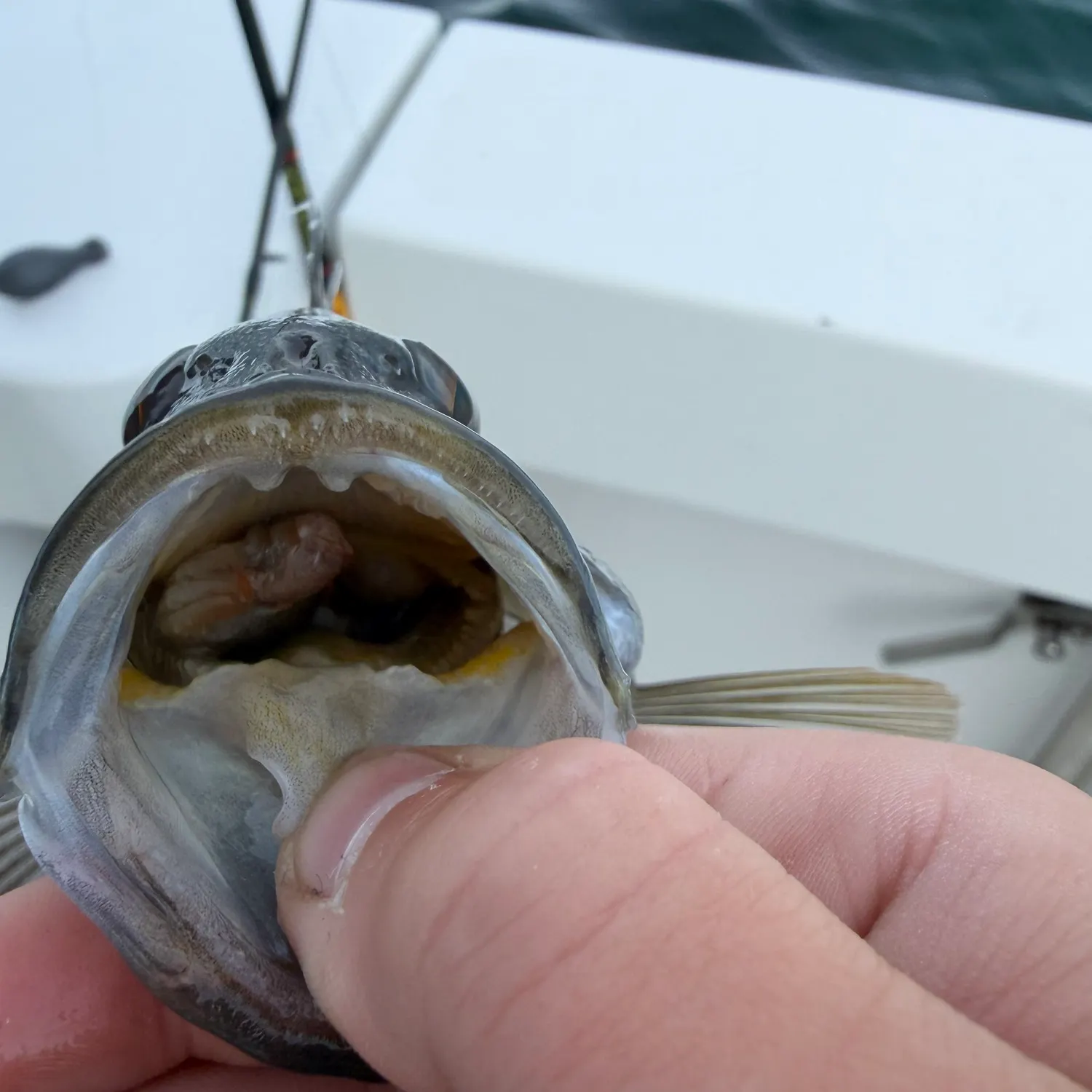 Black sea bass caught on Fishbrain